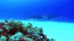 Discovery Deep Ocean - Animals Planet - Wildlife - Discovery channel