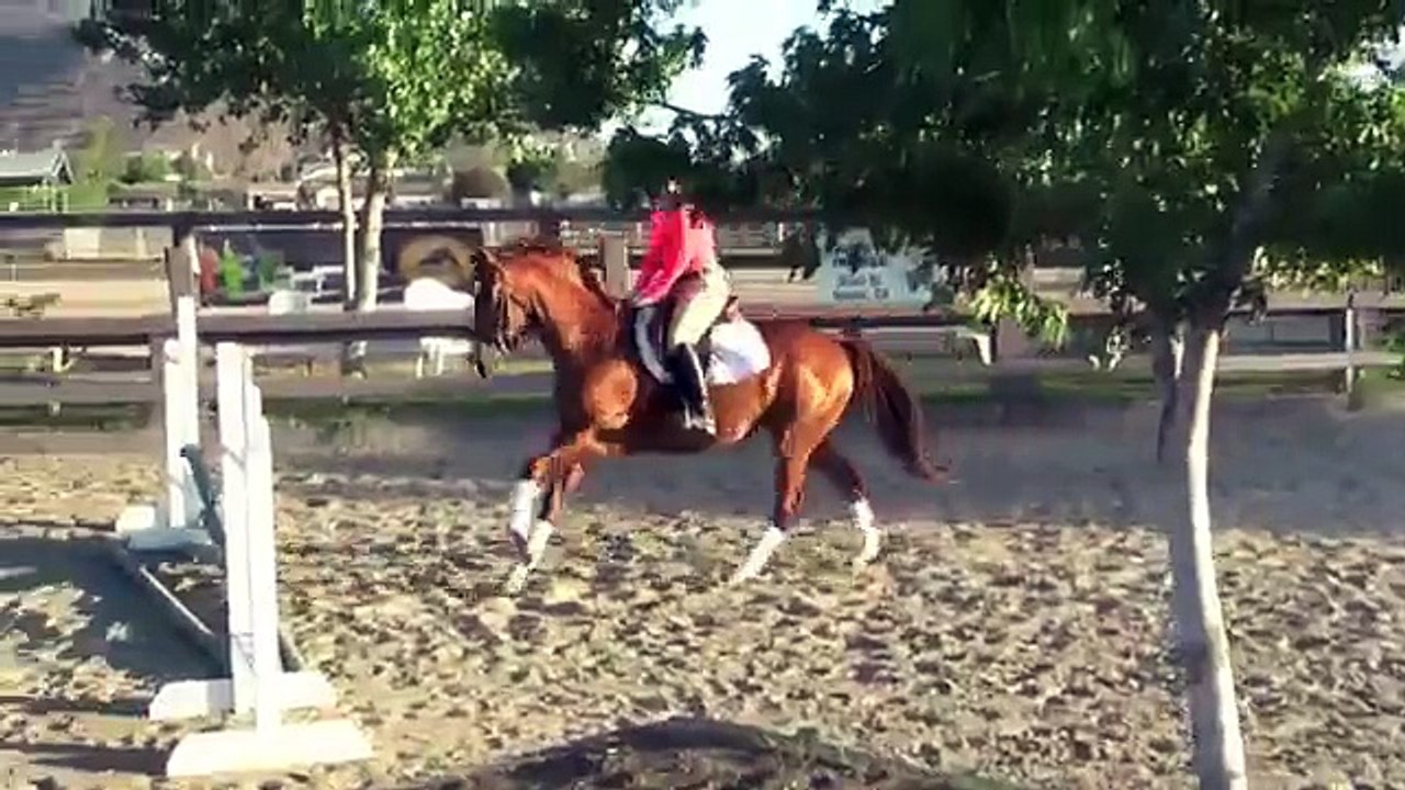 LA Thoroughbred Mare