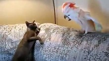 Схватка кота с попугаем! fight