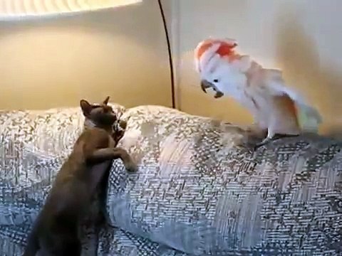 Схватка кота с попугаем! fight