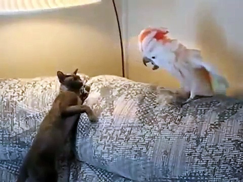 Схватка кота с попугаем! fight