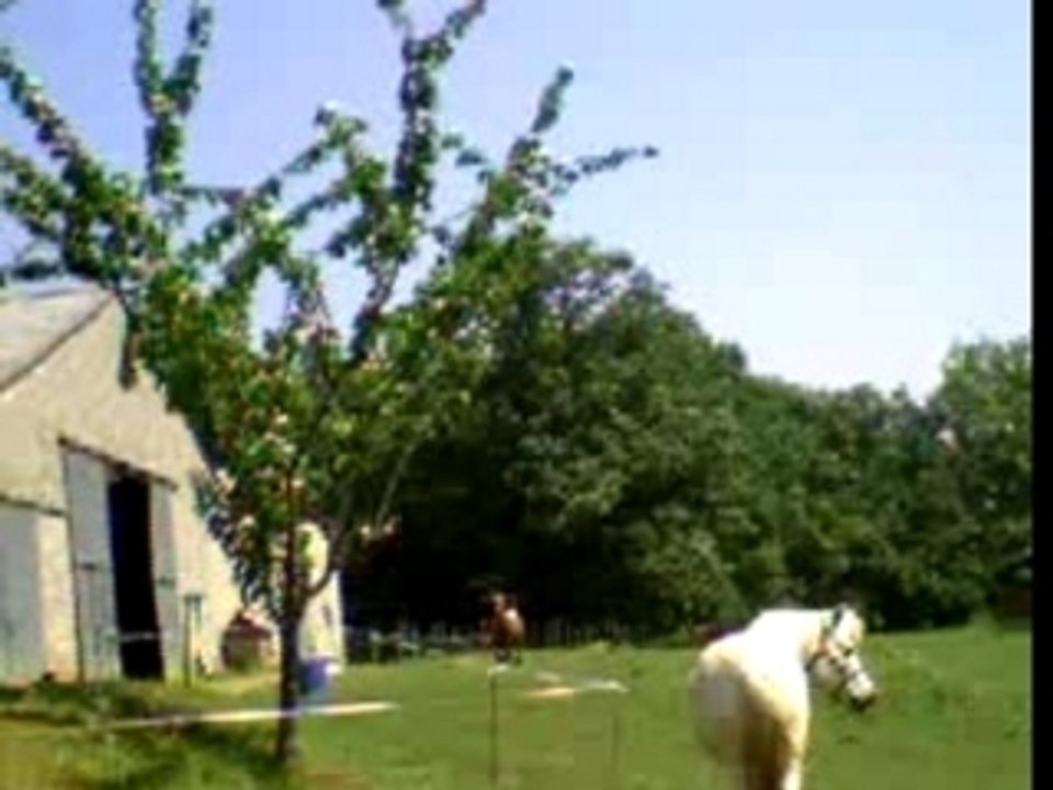 Junior rodeo