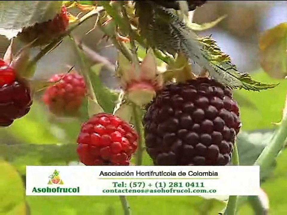 11 de diciembre de 2015 ASOHOFRUCOL web