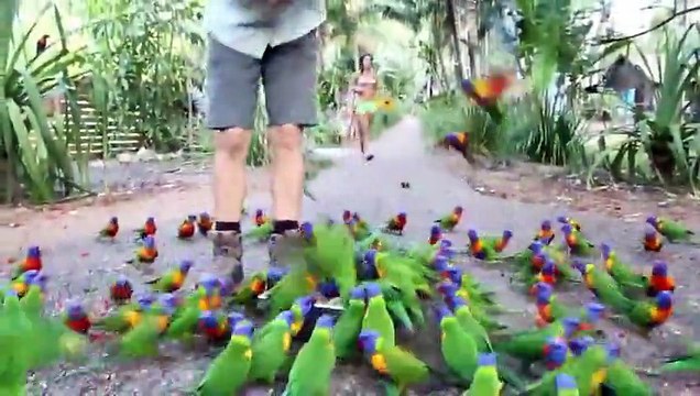 Туристы кормят попугаев лорикет