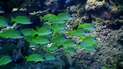 Du lịch Nam Phi - -Mauritius- Thiên đường trên trái đất