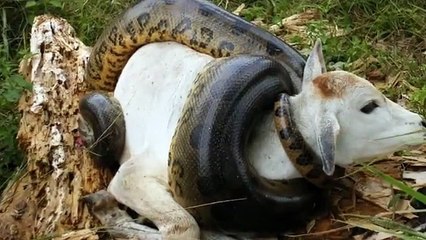 Giant Anaconda attacks Cow