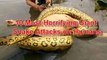 Giant Anaconda attacks Human Real - Biggest Anaconda Snake Attacks Man Caught On Tape