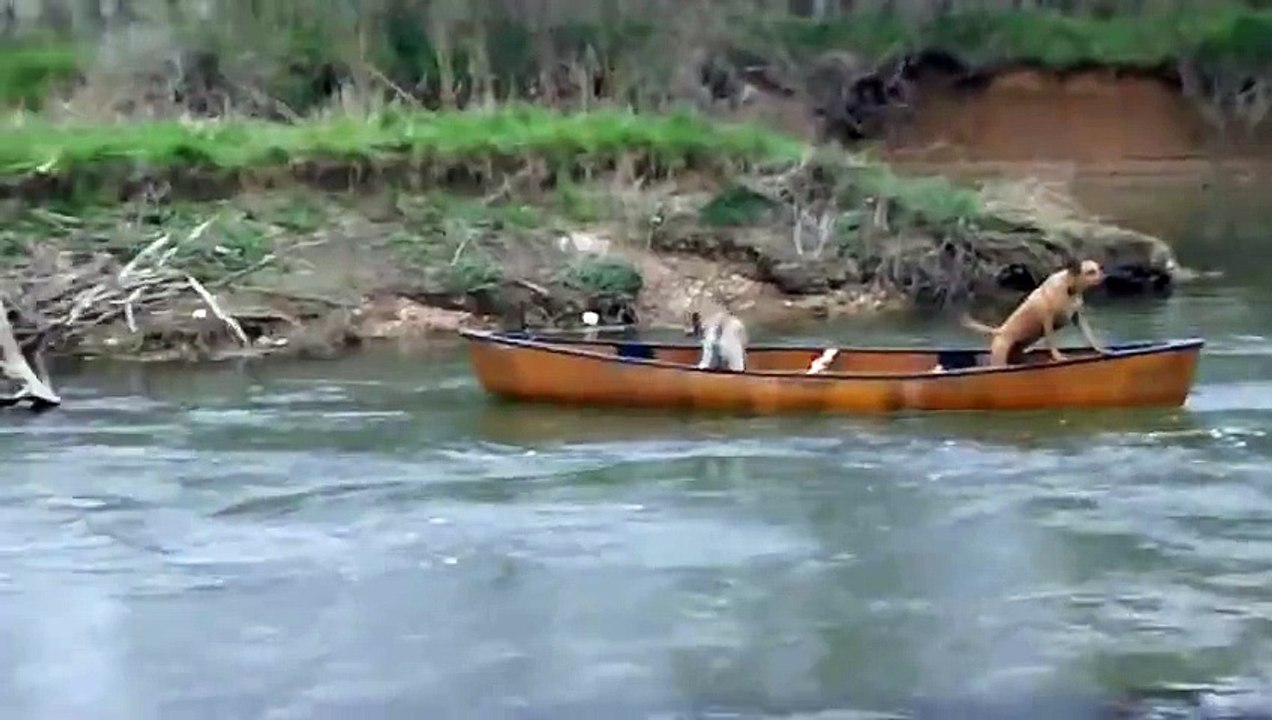 Wow! Friendship of the dogs,very moving
