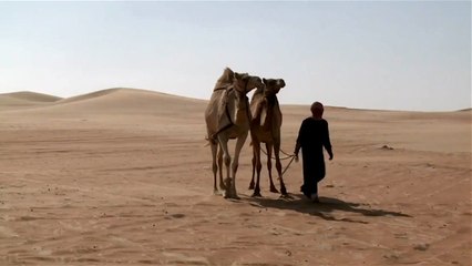 Kontes Kecantikan Hewan Padang Pasir