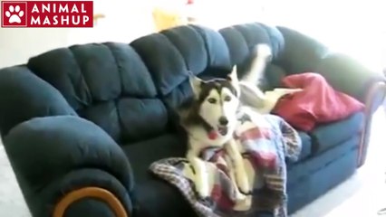 Animal Mashup - Talking Dog