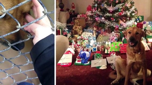 Как выглядят животные до и после приюта