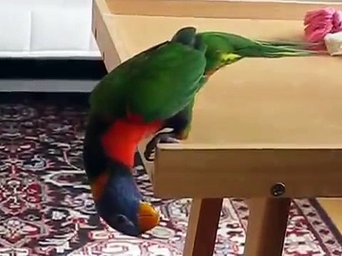 Цветной попугай пинает мячик