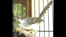 Suara Kicau Burung Ciblek Ngebren 3