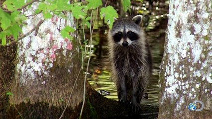 Raccoon Rocket | MythBusters Classics