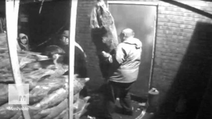 Real-life Grinches steal 190 Christmas trees in Manchester