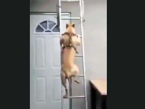 PitBull Dog Climbing the Ladder - Jokeroo