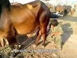 Karachi Cow Qurbani Mandi Pakistans video 2