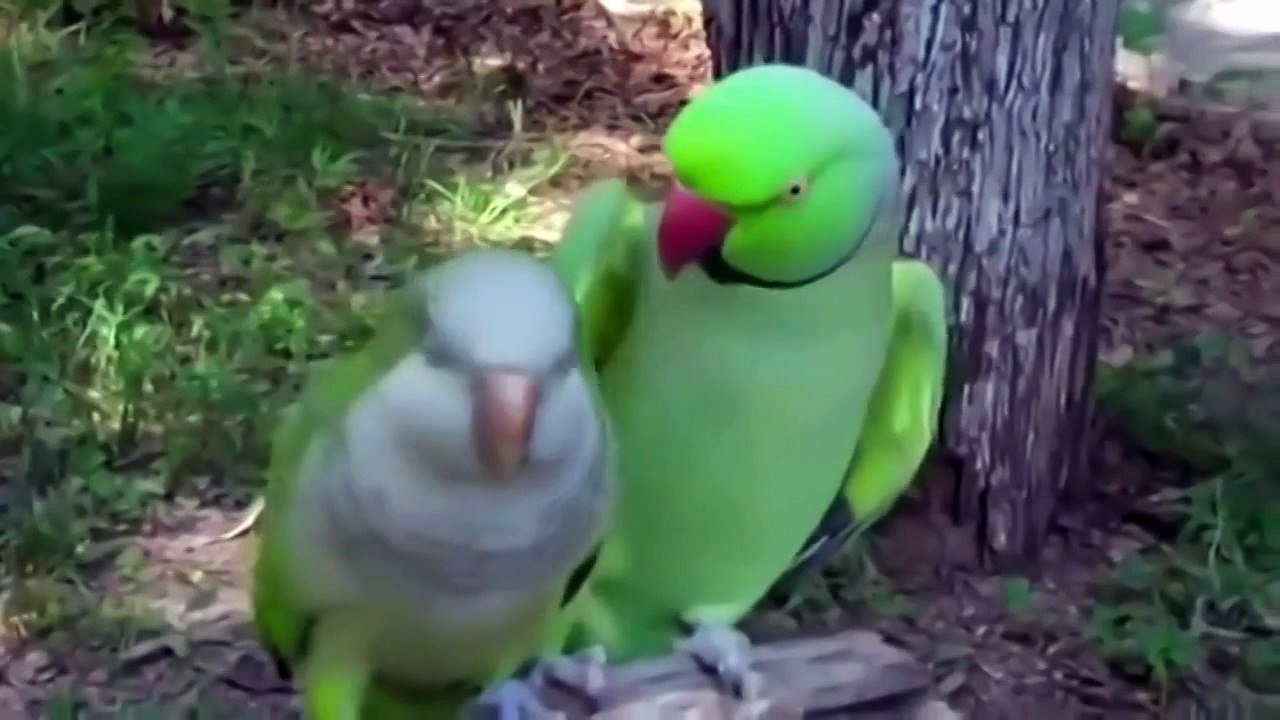 Французкий поцелуй попугая