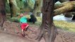 Ребенок играет с малышем гориллы в прятки! Это просто невероятно!