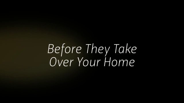 Termite Pest in Control Frisco, TX: Your Home is A Meal For Termites