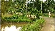 Patalevilla - 1.3