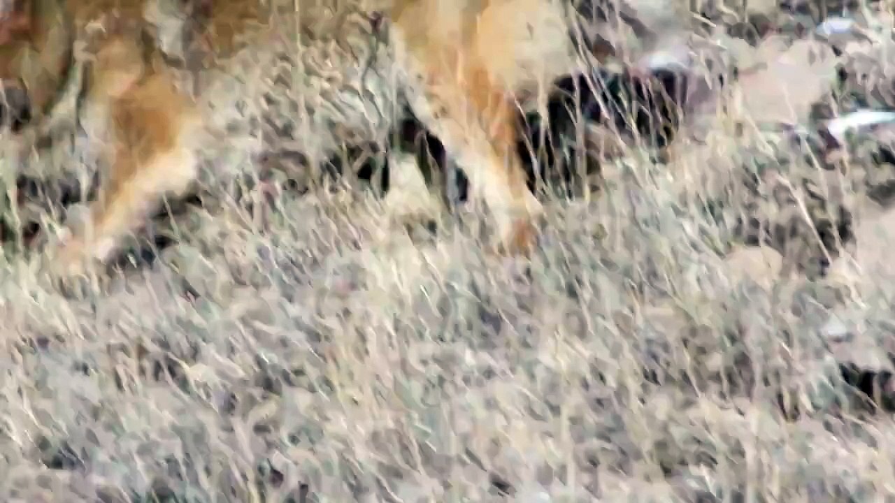 Coyote vs  Mountain Lion