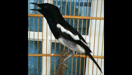 Suara Kicau Burung kacer 1
