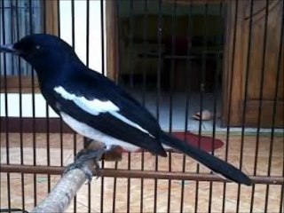 Suara Kicau Burung kacer 2