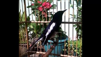 Suara Kicau Burung kacer 3