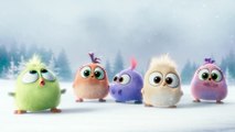 The Angry Birds  ss Greetings from the Hatchlings!