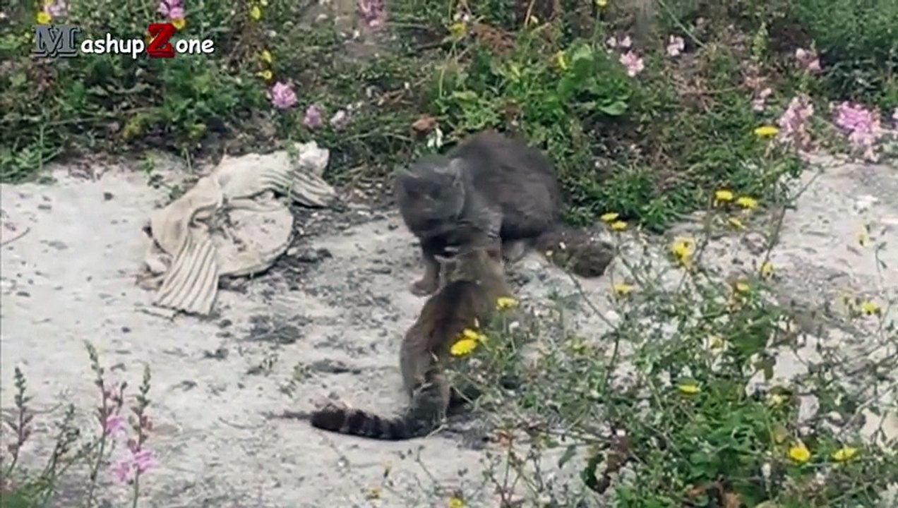 Funny Cats 15-12-2015