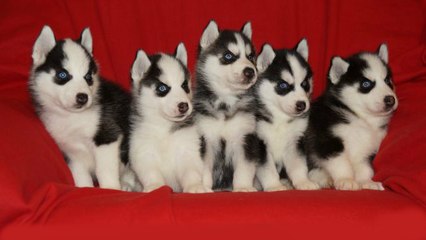 Забавные Щенки Хаски. Funny puppies Husky video