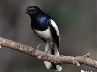 Suara Kicau Untuk terapi kacer yang males bunyi