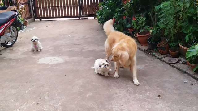 Golden Retriever takes Shih Tzu for a walk