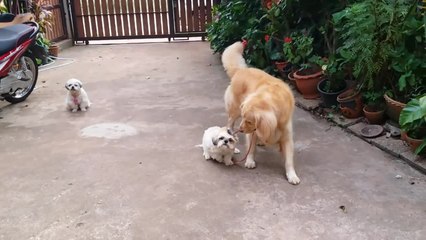 Golden Retriever takes Shih Tzu for a walk