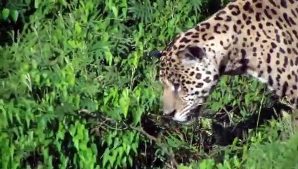 This video has become a viral on social network, given the amazing ability of the jaguar to hunt an alligator