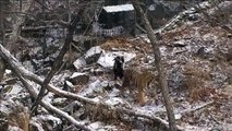 Tiger and Goat Forge Unlikely Friendship in Russian Zoo