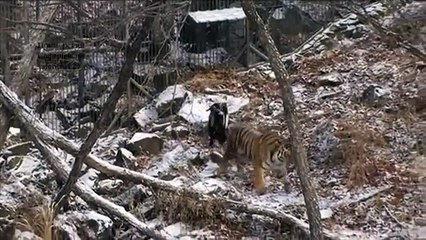 Tiger and Goat Forge Unlikely Friendship in Russian Zoo