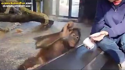 İlizyon Gösterisine Bayılan Maymun