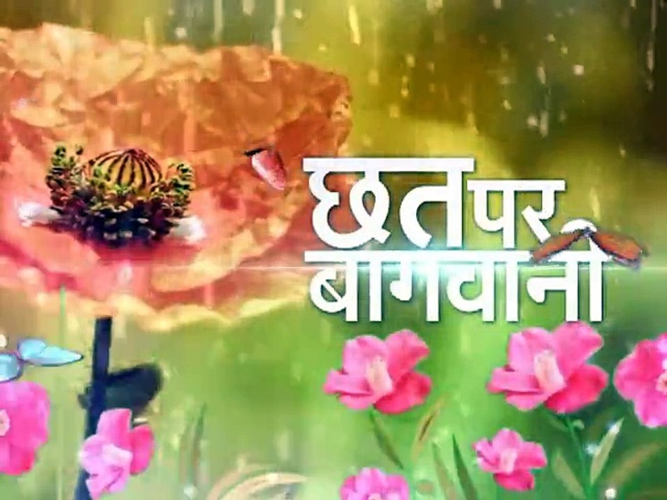 छत पर बागवानी | Chhat Par Bagwani  (07-11-2015)