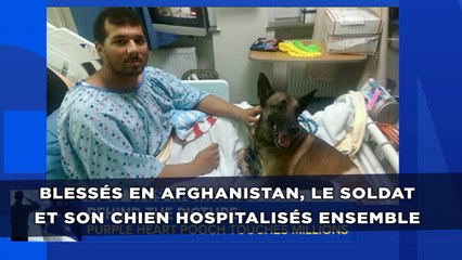 Blessés en Afghanistan, le soldat et son chien hospitalisés ensemble
