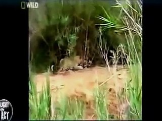 1 Leopard attcak 4 Lions and brilliant escape
