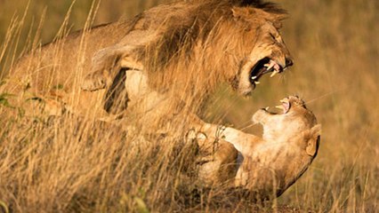 4 Lion kills 1 Male Lion