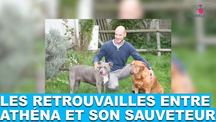 Les retrouvailles entre Athéna et son sauveteur! L'émouvante histoire dans la minute chien #69
