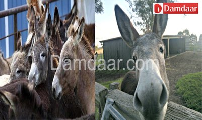 National Identity Card for donkeys