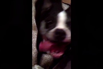 Un chien avec le sens du rythme