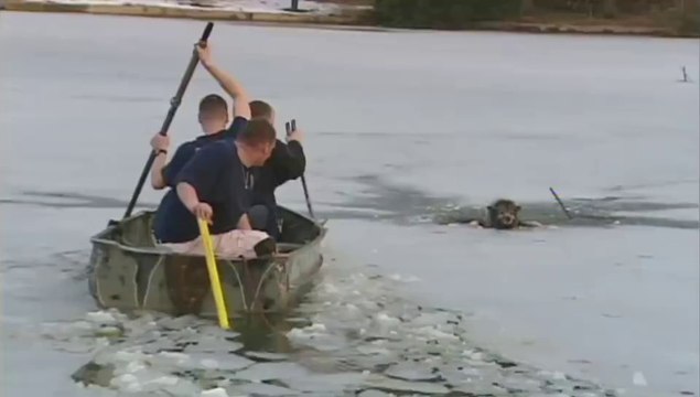 Ils sauvent un chien en train de se noyer dans un lac gelé. Heros du jour