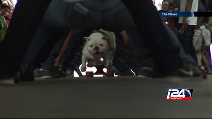 Guinness record-setting skateboarding dog