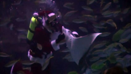 Des plongeurs déguisés en Père Noël dansent dans un aquarium