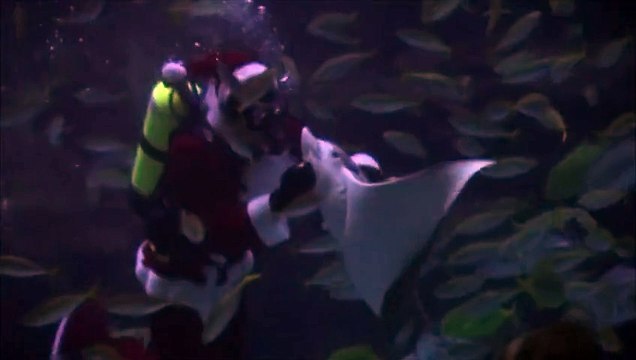Des plongeurs déguisés en Père Noël dansent dans un aquarium